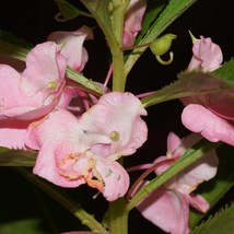 Rose Balsam Seeds Organic Impatiens Balsamina Seeds Pink Flower Bulk Touch Me No - £5.96 GBP