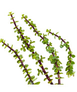 Bloomys 6 Cuttings Portulacaria Afra Jade Tree Bonsai Elephant Bush Succ... - $338.14 MXN