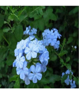 SL 6000Pcs Plumbago Auriculata - (Color: Seed) - $6.77 CAD