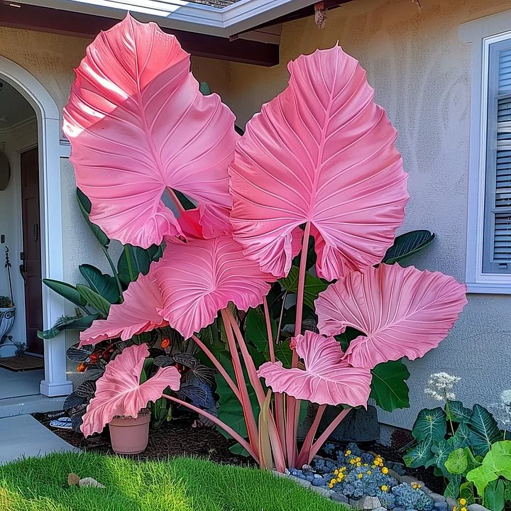 Fascinating Giant Caladium Pink SEEDS - $19.98