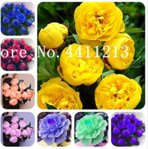 US Seller 10 Pcs Peony Flower Bonsai Garden And Potted Plants Paeonia Suffrutico - $10.76