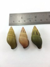 #4 Amphidromus Noriokowasoei Lot Of 3 Land Tree Snail Shell Vietnam 33.5... - £11.36 GBP