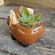 Kalanchoe Succulent in Ceramic Moose Planter, 5" Brown, Animal Pot, Deer Elk image 3