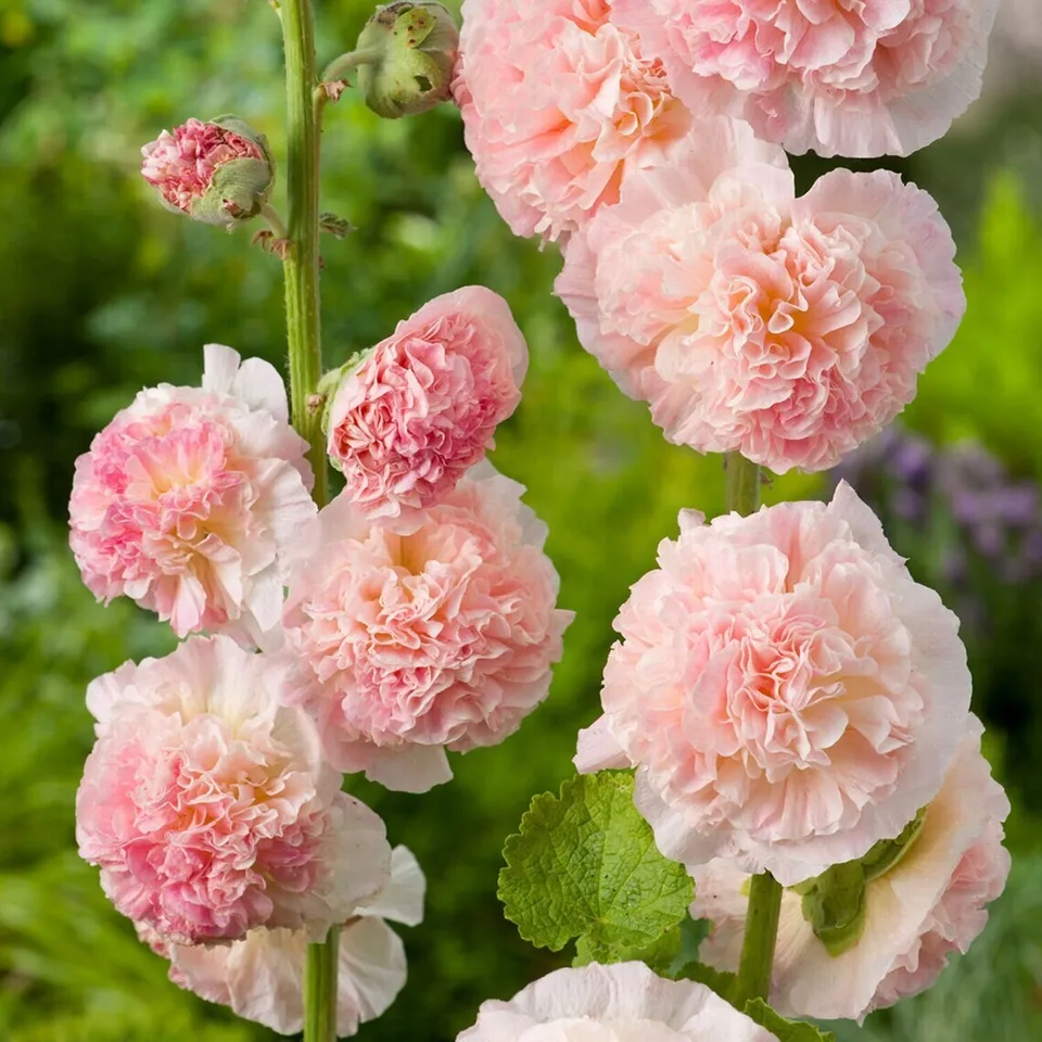 Chaters Double Salmon Hollyhock Flower 6 Seeds - £7.48 GBP