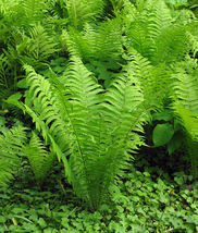 20 TN OSTRICH GLADE fern rhizome Matteuccia struthiopteris image 3