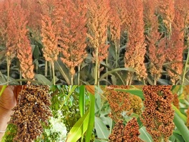 1 oz Seeds ROX ORANGE Sweet SORGHUM Syrup Native Waconia Natural Sugar - £17.24 GBP