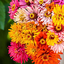 Zinnia Burpeeana Giants Mix Annual 24 High Large Blooms 100 Seeds Fresh Seeds US - $13.65