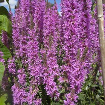 New Fresh Lythrum Salicaria Happy Lights Seed - $10.48