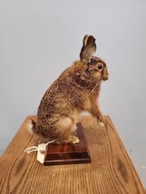 J160 Cottontail Rabbit Mount Taxidermy - £233.51 GBP