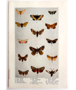1927 Moths 14 Types Insects Chart Art Plate Color Book Print Wildlife F14C - $367.96 MXN