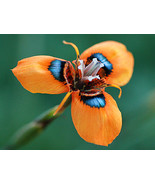 Moraea Tulbaghensis Flower Seeds South Africa Flowers Orange Open Petals With Bl - $8.81