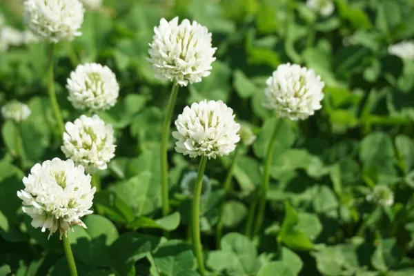 Dutch White Clover Seed-5 Lbs Of Seed-Great From Food Plot, Cover Crop, Past Usa - £88.40 GBP