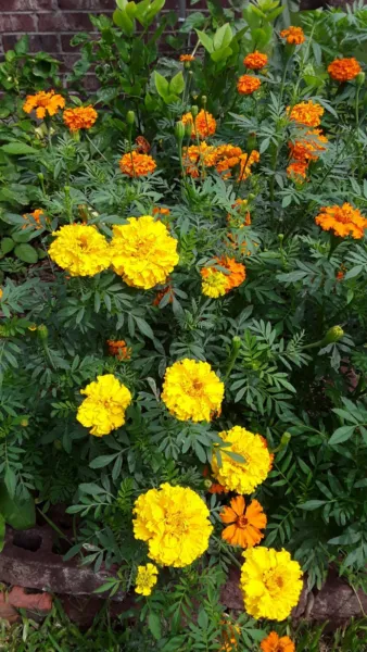 300 African Marigold Crackerjack Mixed Tagetes Erects Annual Flower Fres... - £6.71 GBP