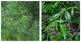 Silky Willow Cuttings 18&quot; Lot of 5 Salix sericea Cut FRESH - $46.99