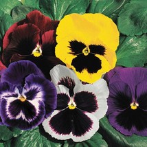 USA SELLER 50 Pansy Swiss Giant Mix Aka Viola Edible Cool Weather Flower Seeds F - £14.22 GBP