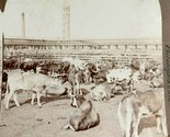 Union Cattle Stock Yards Chicago Illinois Universal View Co Stereoview P... - £8.49 GBP