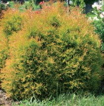 1 Pc Rooted Plant 7&quot; Tall Thuja Occidentalis Arborvitae Flower Plant | RK - £28.53 GBP