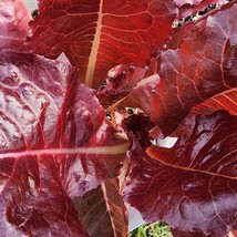 Fast Ship USA Seller Super Red Romaine Lettuce Vegetable Seeds - £16.17 GBP