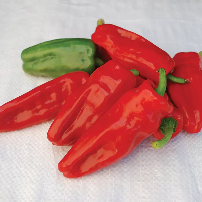 25 Seeds Aleppo Pepper Vegetables Edible Fresh Usa Seller - £8.09 GBP