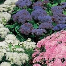 USA SELLER 50 Hawaiian Mix Ageratum Self-Seeding Annual Flower Seeds - $19.85