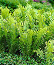 Tennessee Ostrich-Glade fern 5 rhizome bare root image 2