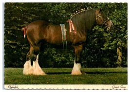 Grant&#39;s Farm St. Louis Missouri Budweiser Clydesdale Horse Unused Postcard - £12.04 GBP