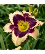Hemerocallis Inkheart Daylily 3 Bare Root Plants Plant Garden - €59,56 EUR