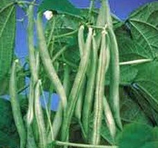 Slenderette Bush Bean Seeds, Non GMO, 50+ Seeds, Great Tasting and Healthy - £3.13 GBP
