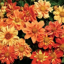 TH 30 Dahlia Collarette Sunny Reggae Mix Flower Seeds / Annual Bi-Color - £11.80 GBP