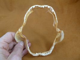 sj470-253) 4-7/8" Tiger SHARK jaw sharks jaws teeth taxidermy educational - $32.99