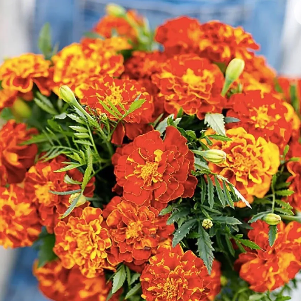 French Marigold Sparky Mix,. Heirloom~Non-Gmo  150+ Seeds - $11.00