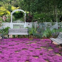 Creeping Thyme Seeds Non-Gmo Herb Seeds Free Shipping/Ts 1000 - £4.81 GBP