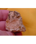 (F302-4) Genuine Fossil Oreodont Merycoidodon Culbertsoni PARTIAL JAW BO... - $19.22 CAD