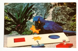 Macaws Jackie Parrot Jungle Bird Miami Florida FL Koppel UNP Postcard 1970s - £4.78 GBP