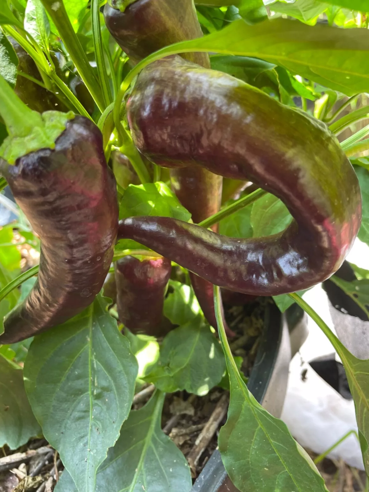 30 Marconi Purple Pepper Seeds Heirloom NON-GMO Open Polinated - $9.69