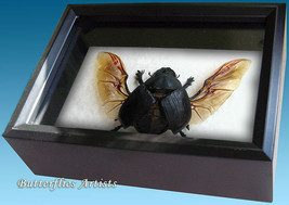 Giant Dung Scarab Heliocopris Tyrannus Real Beetle Framed Taxidermy Disp... - $98.99