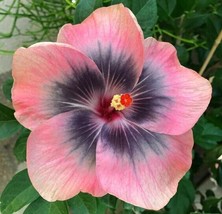 GIB 25 Seeds Easy To Grow Light Pink Grey Hibiscus Flowers Huge Blooms - £7.08 GBP