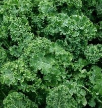 Fresh Seeds USA Dwarf Siberian Kale Seeds 500 Survival Vegetable Greens Salad - £3.23 GBP