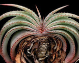 25 Seeds Aloe Suprafoliata Exotic Cacti Xeriscaping Succulent Rare Cactus - £11.85 GBP
