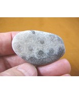 (F831-209) 1-3/4&quot; unpolished Petoskey stone ANCIENT coral specimen MI st... - $294.48 MXN
