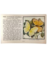 Cloudless Sulphur Butterfly 1934 Butterflies Of America Insect Art PCBG14B - $19.99