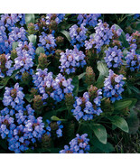 PowerOn 30+ Prunella Bella Blue Flower Seed / Ground-Cover / Perennial - £5.77 GBP