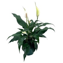 Peace Lily, 4 inch, Spathiphyllum Wallisii, White Sails, Spathe Flower - £14.77 GBP