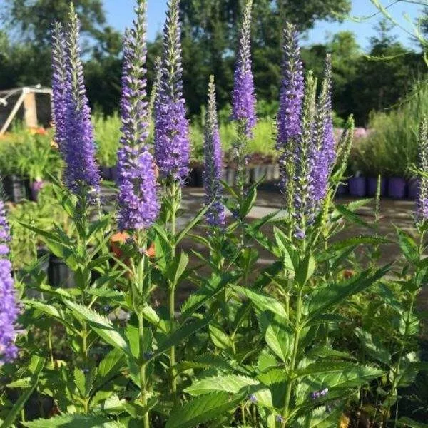 Veronica | Speedwell Live Plant, Well rooted Plug, Long-Blooming (Seaside) - $396.43 MXN