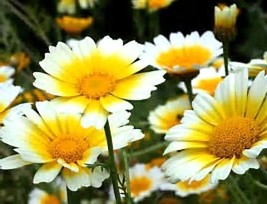 Garland Daisy 30 Seeds Chrysanthemum Coronarium Fresh Seeds Fast Shipping - $17.48