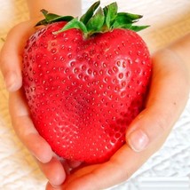 LS Giant Strawberry Seed 200 Seeds Fragaria Organic - £4.31 GBP