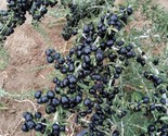 Black Goji Berry Lycium Ruthenicum 10 Seeds - $8.99