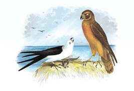 Swallow-Tailed Kite and Marsh Hawk by Theodore Jasper - Art Print - £17.20 GBP+