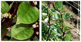 Red Stem Malabar Spinach Basella alba &quot;rubra&quot; Seeds 150 fresh garden seeds - £14.87 GBP