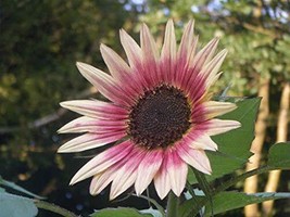 THJAR Indian Blanket Sunflower Seeds To Grow | 25+ Seeds | Grow Exotic Indian Bl - £20.06 GBP